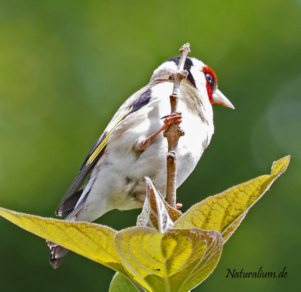 Stieglitz, Carduelis carduelis Stieglitz, Carduelis carduelis