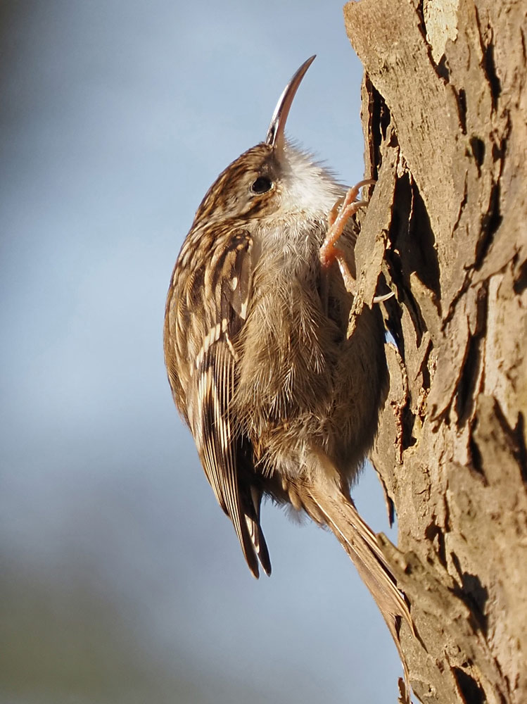 Gartenbaumläufer, Certhia brachydactyla