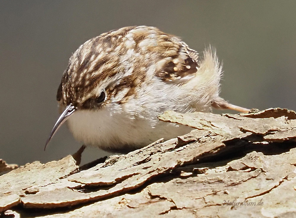 Gartenbaumläufer, Certhia brachydactyla