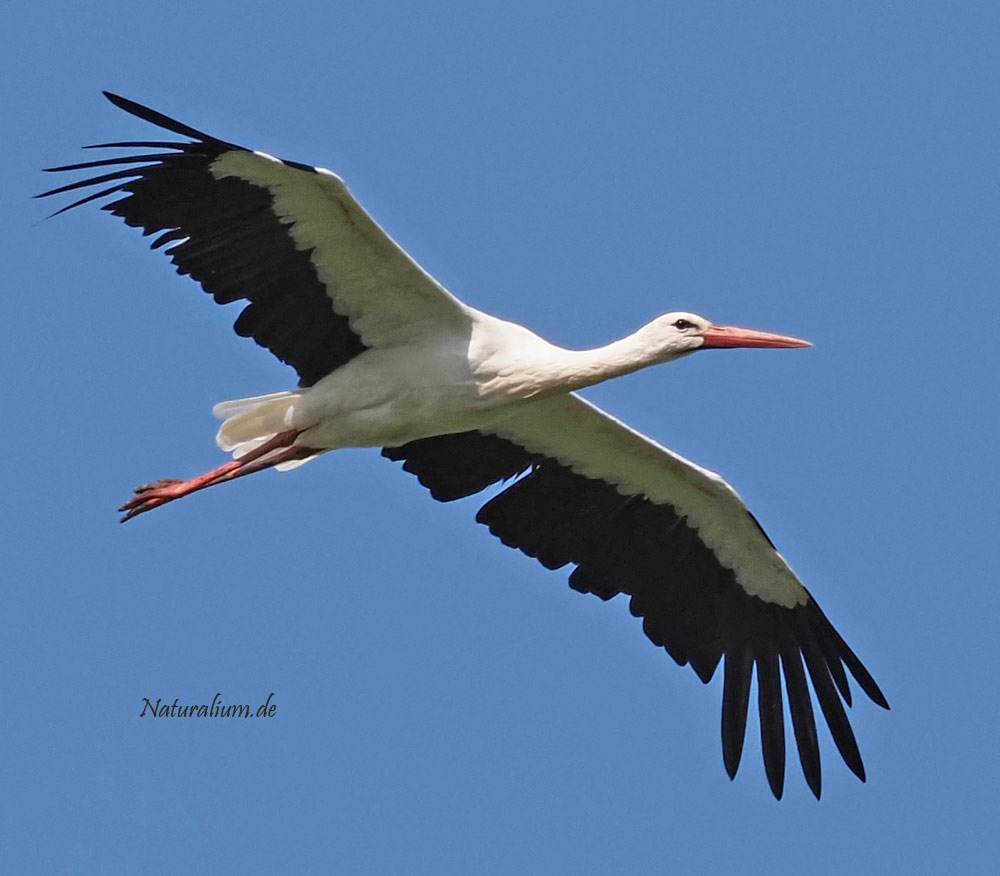 Weißstorch, Ciconia ciconia