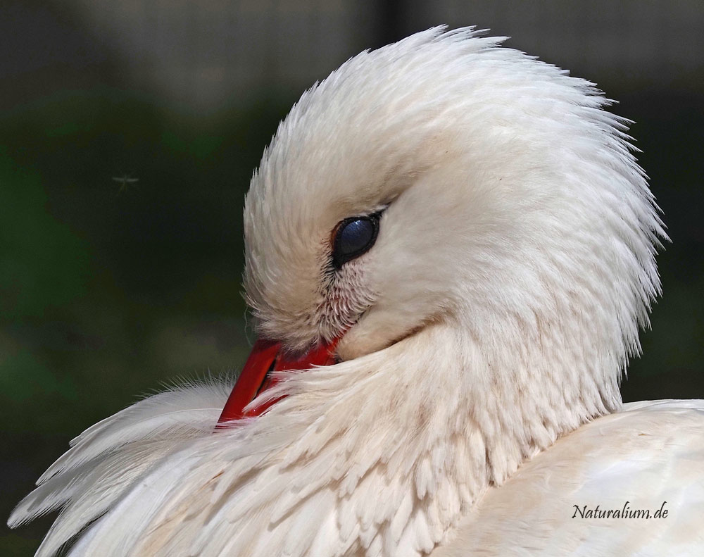Vögel Naturalium.de - Kopf Weisstorch