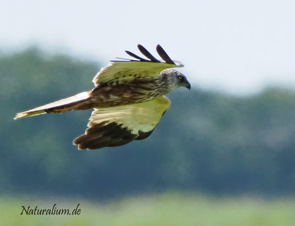 Rohrweihe, Circus aeruginosus