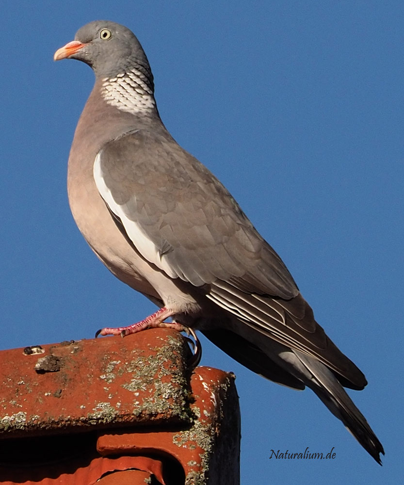 Ringeltaube, Columba palumbus