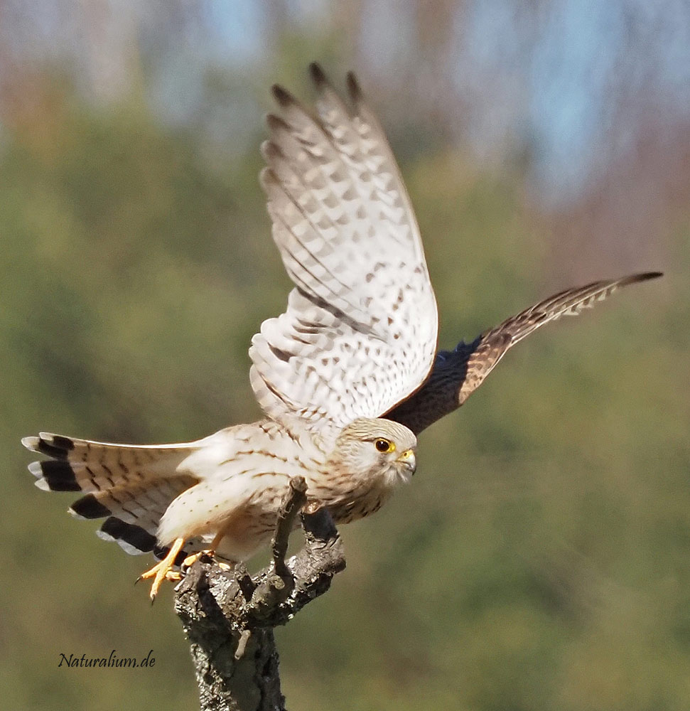 Turmfalke, Falco tinnunculus w