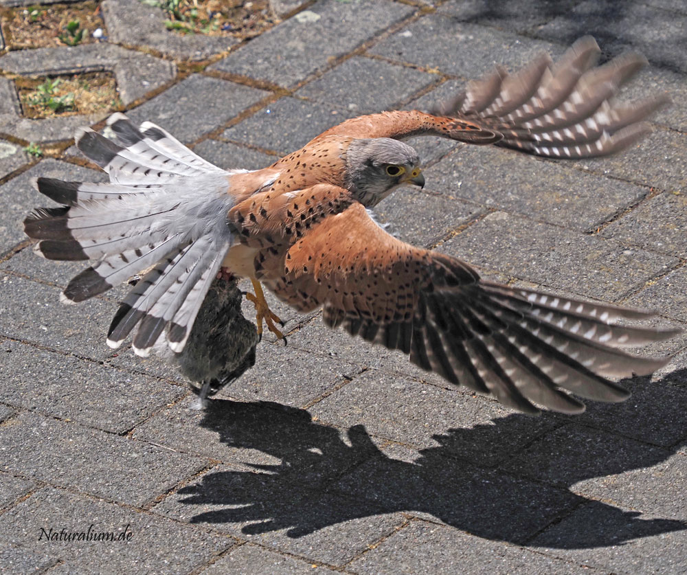 Turmfalke, Falco tinnunculus m mit Beute