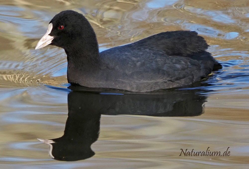 Blesshuhn, Fulica atra Blesshuhn, Fulica atra