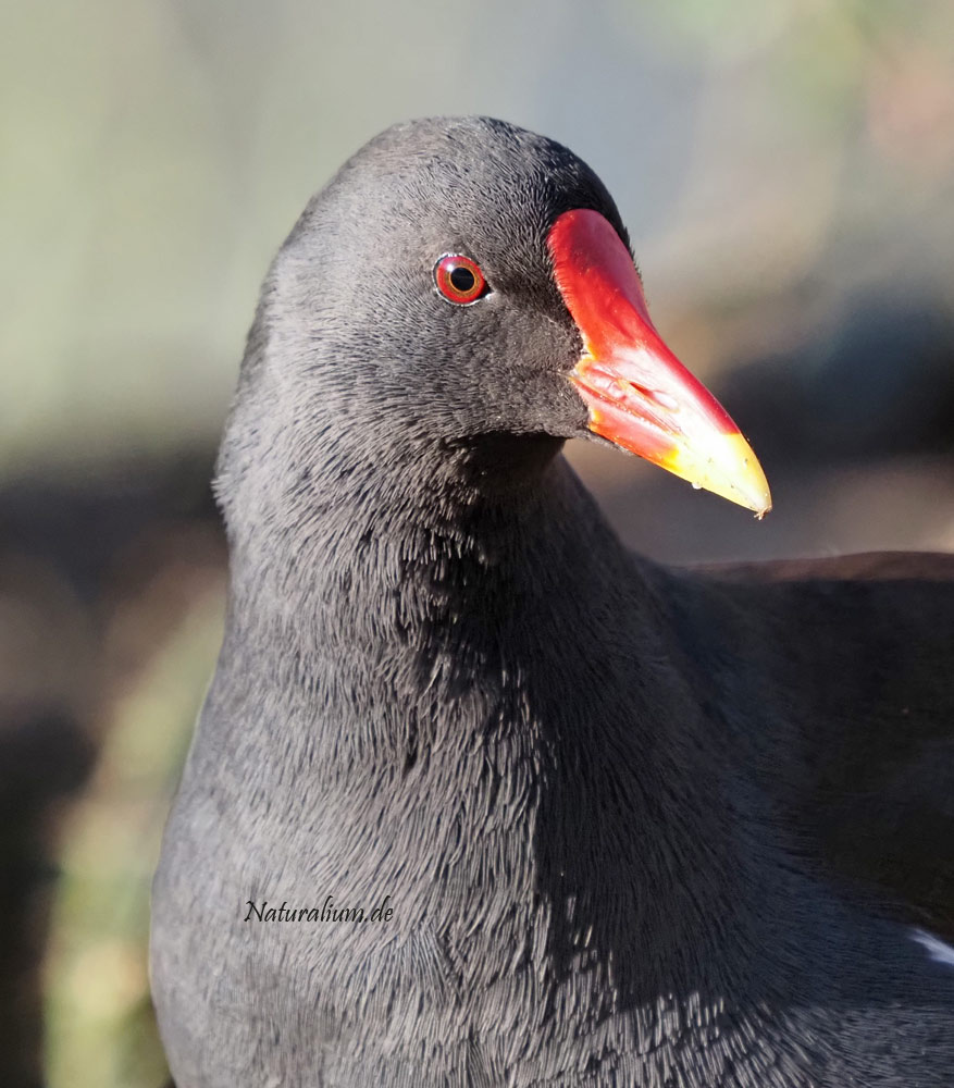 Teichhuhn, Gallinula chloropus