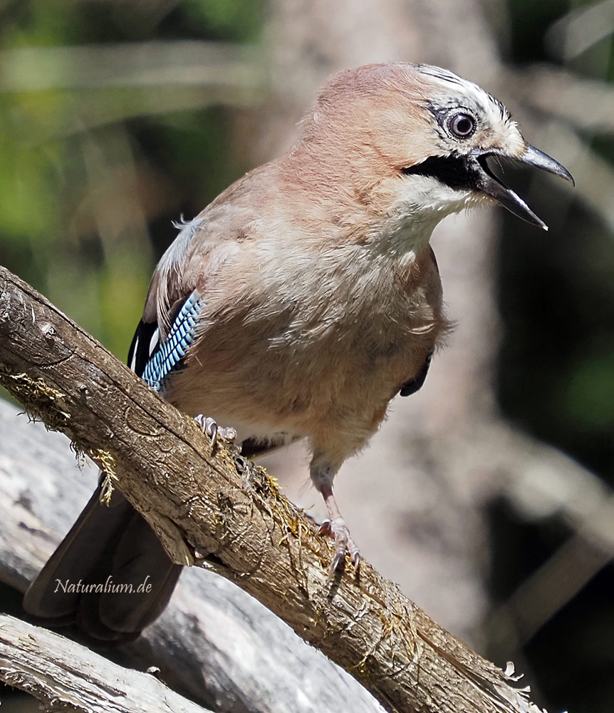 Eichelhäher, Garrulus glandarius