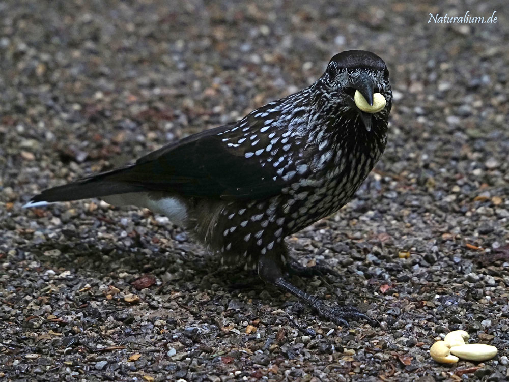 Tannenhäher, Nucifraga caryocatactes