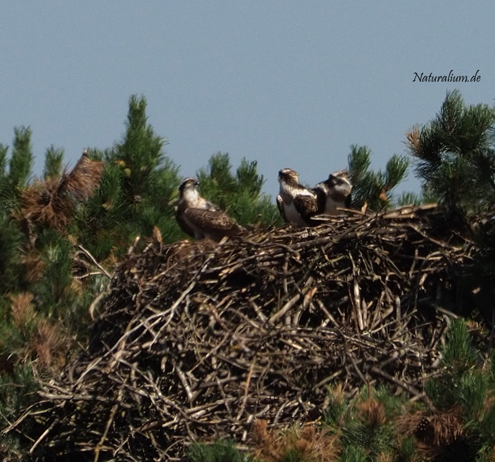 Fischadler, Pandion haliaetus