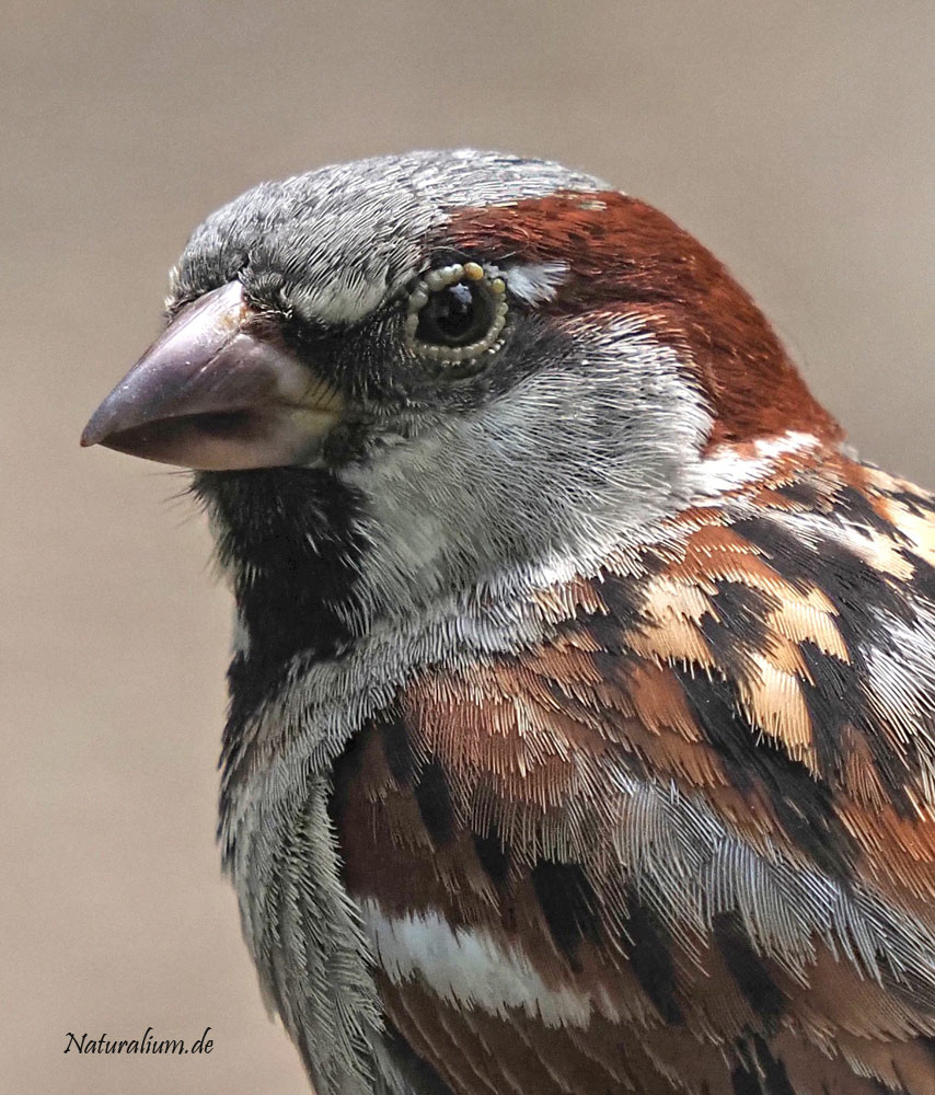 Haussperling, Passer domesticus m