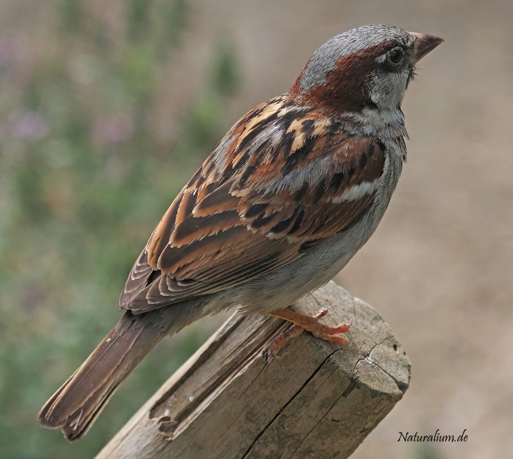 Haussperling, Passer domesticus m
