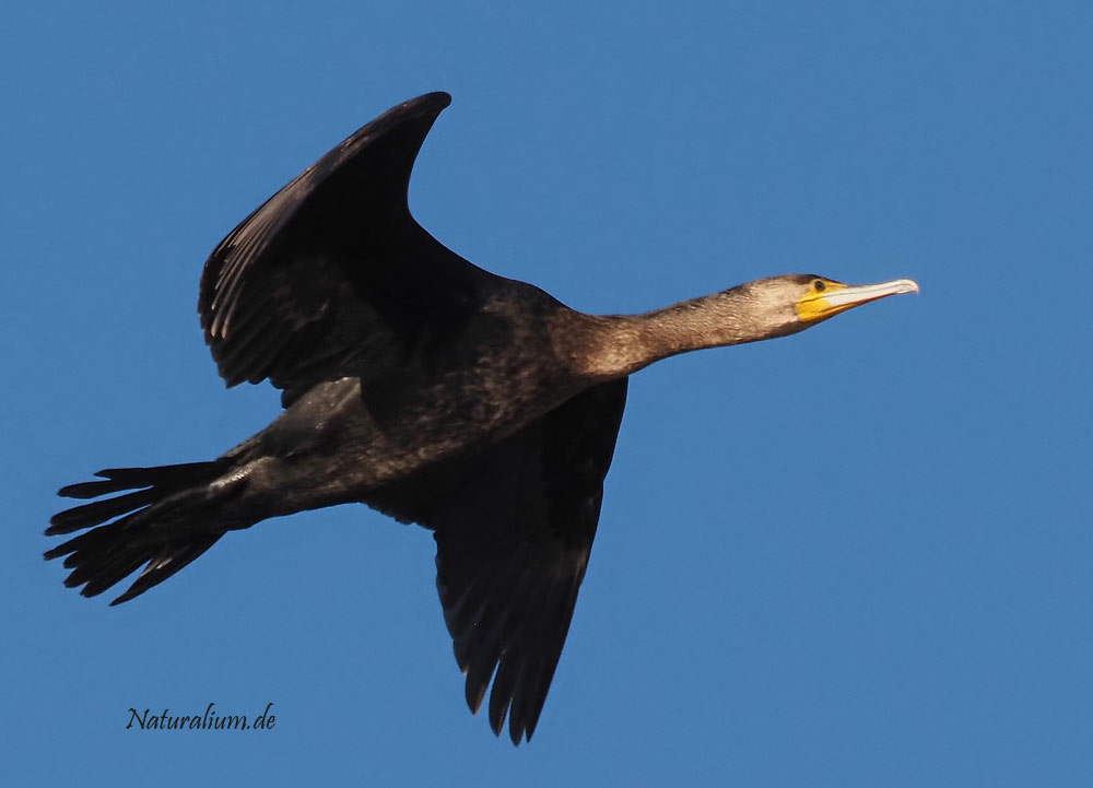 Kormoran, Phalacrocorax carbo