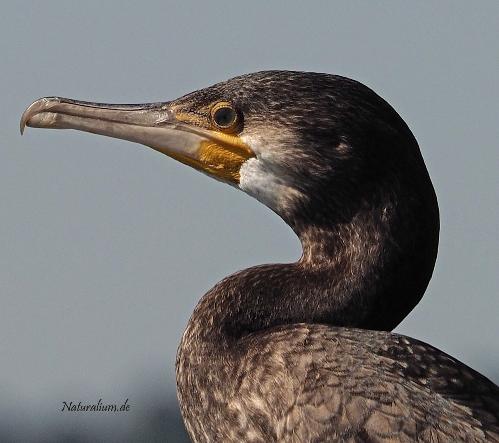 Kormoran, Phalacrocorax carbo