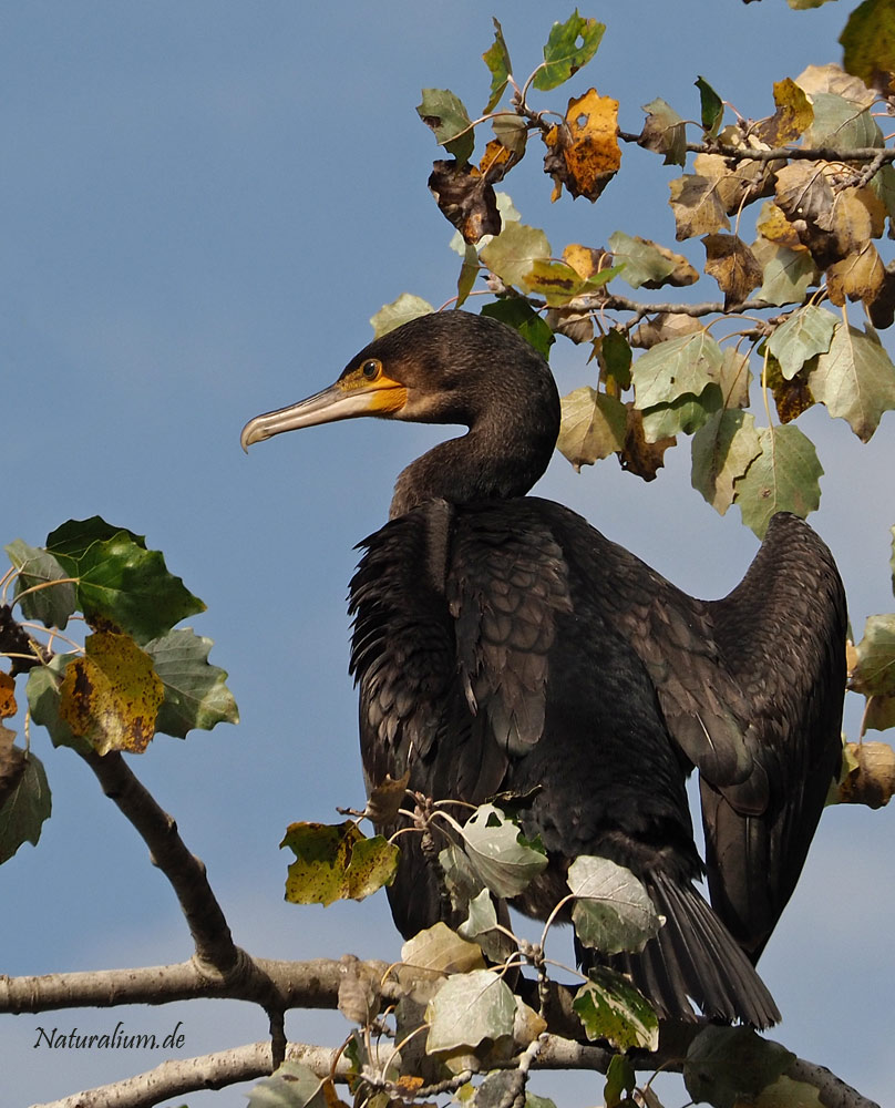 Kormoran, Phalacrocorax carbo
