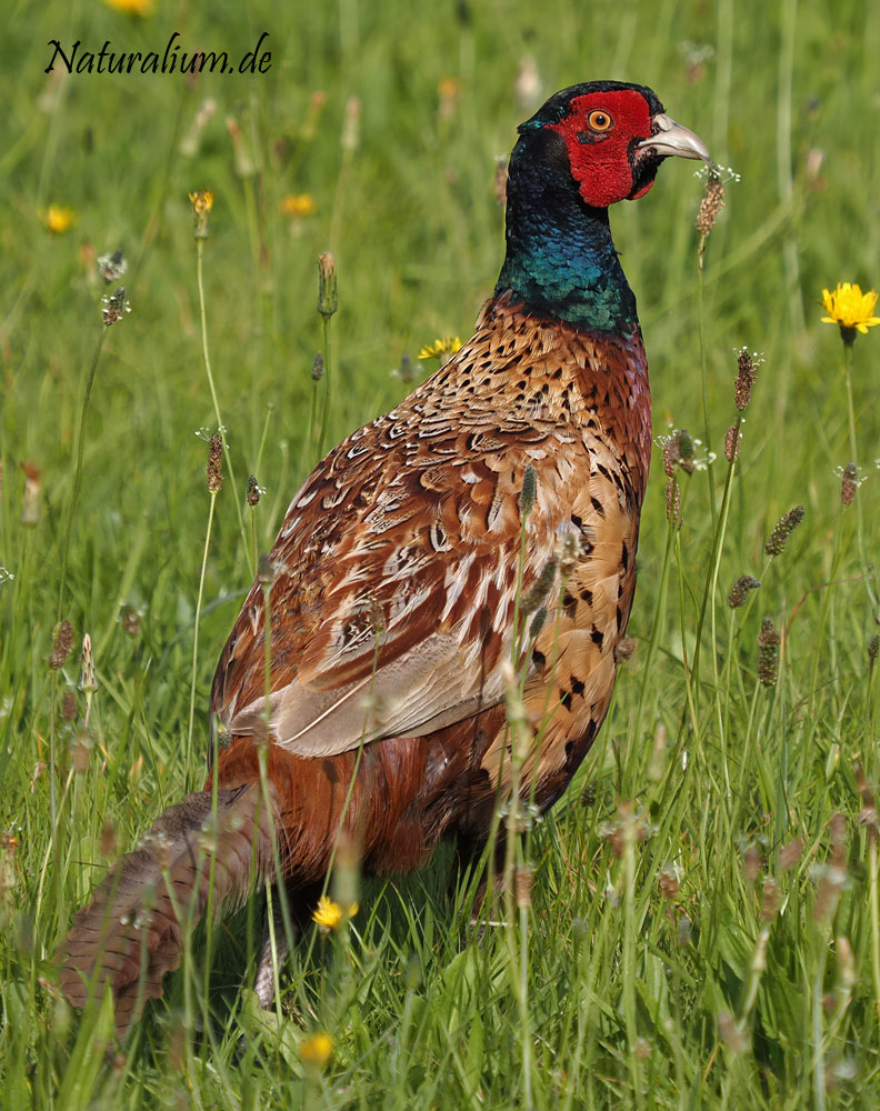 Fasan, Phasianus colchicus Fasan, Phasianus colchicus