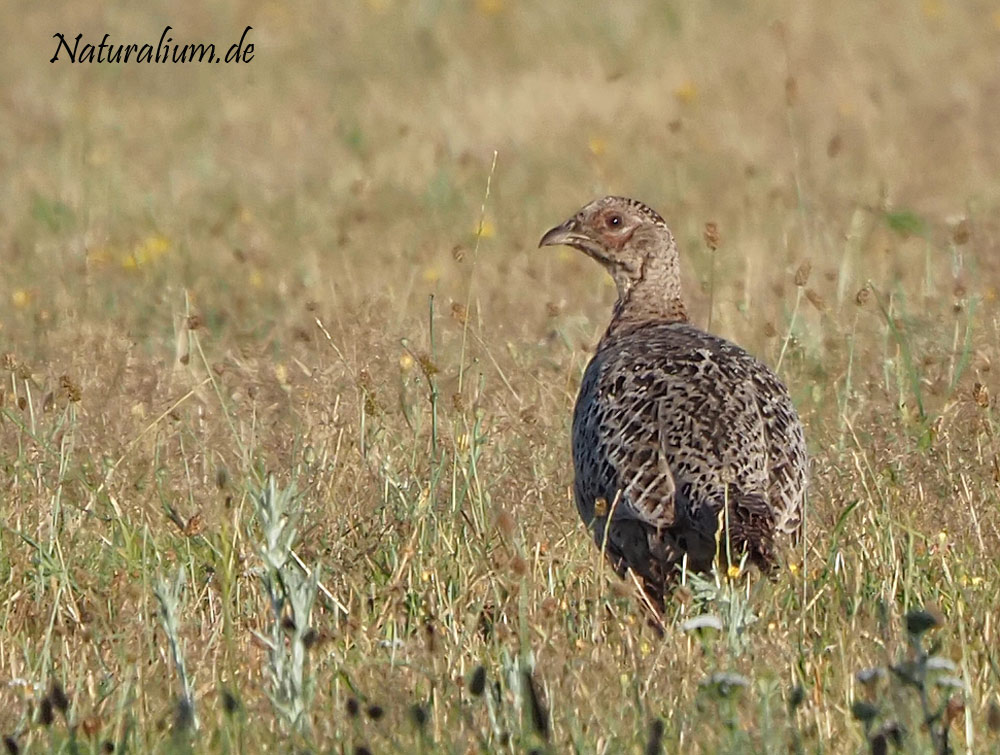 Fasan, Phasianus colchicus Fasan, Phasianus colchicus