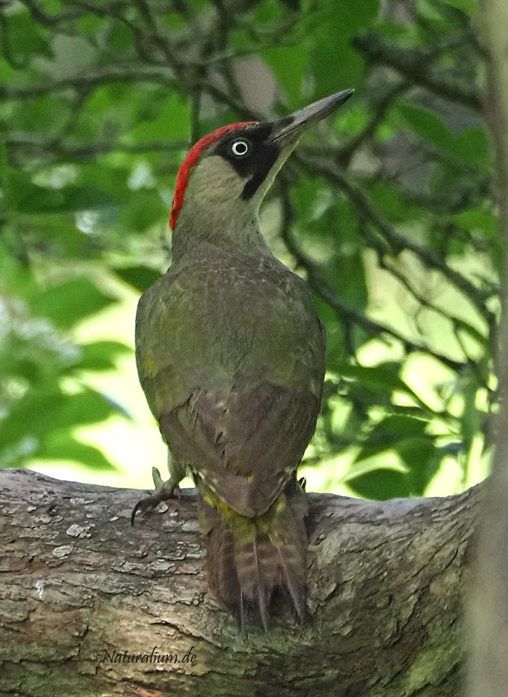 Grünspecht, Picus viridis