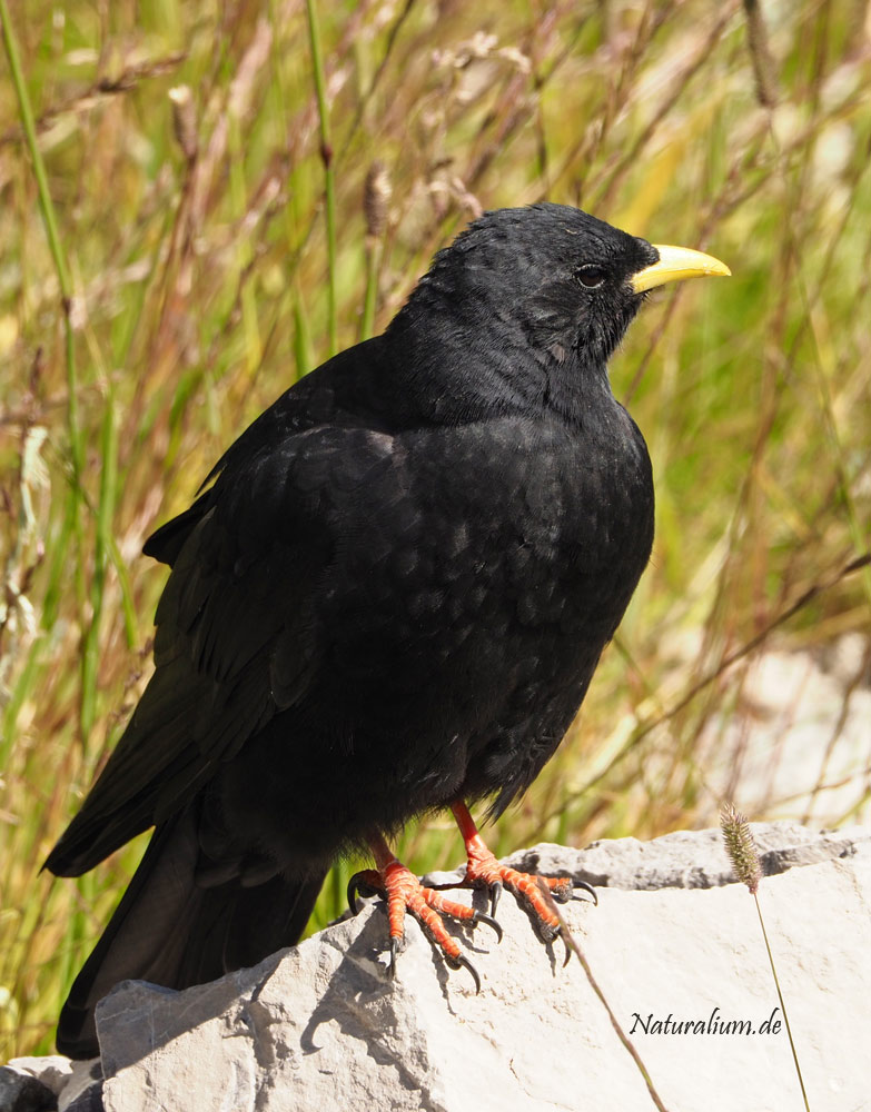 Alpendohle, Pyrrhocorax graculus