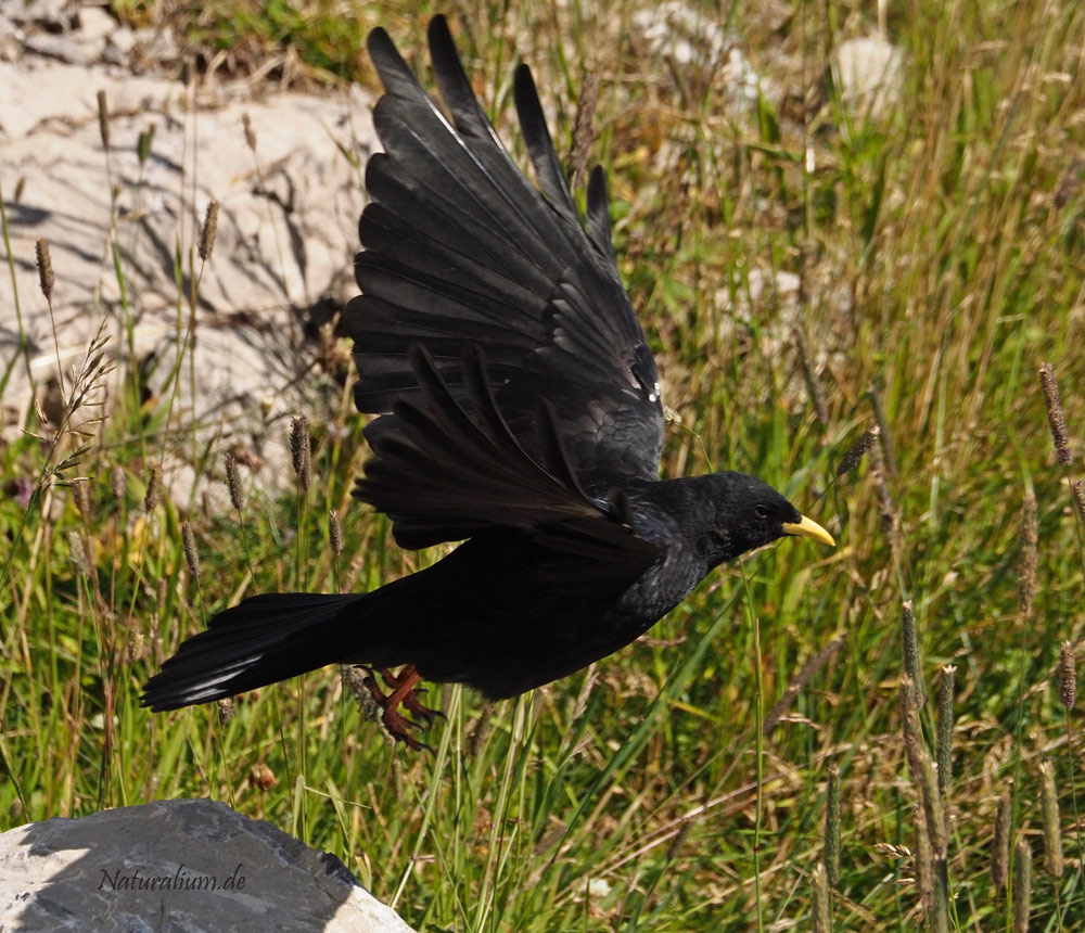 Alpendohle, Pyrrhocorax graculus