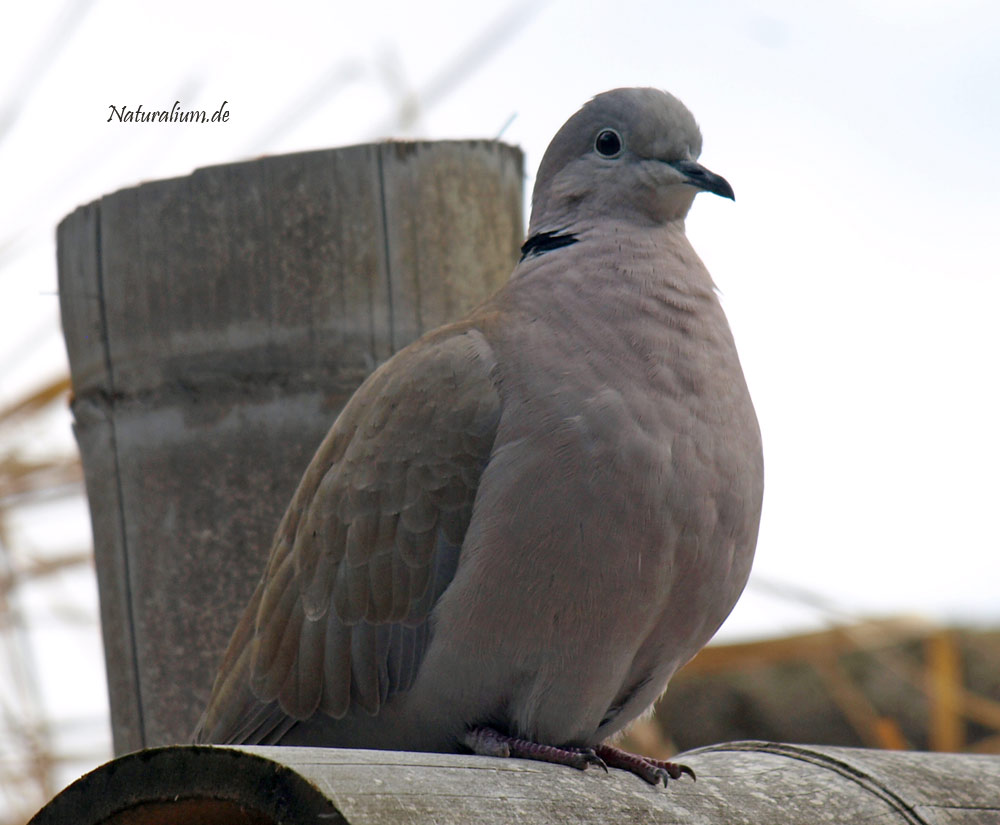 Türkentaube, Streptopelia decaocto