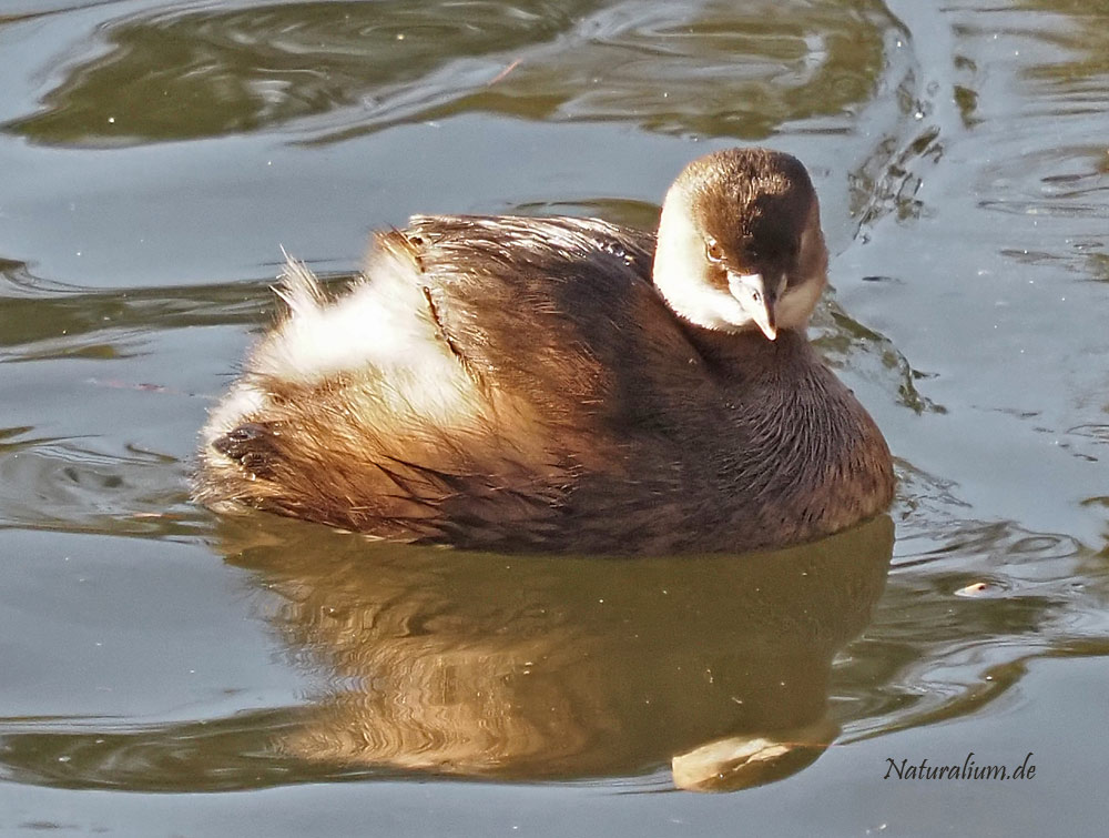 Zwergtaucher, Tachybaptus ruficollis