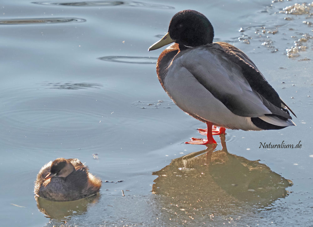 Zwergtaucher, Tachybaptus ruficollis