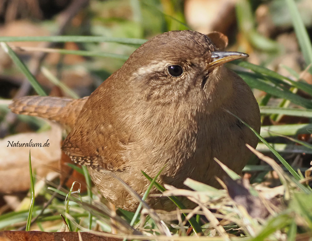 Zaunkönig, Troglodytes troglodytes