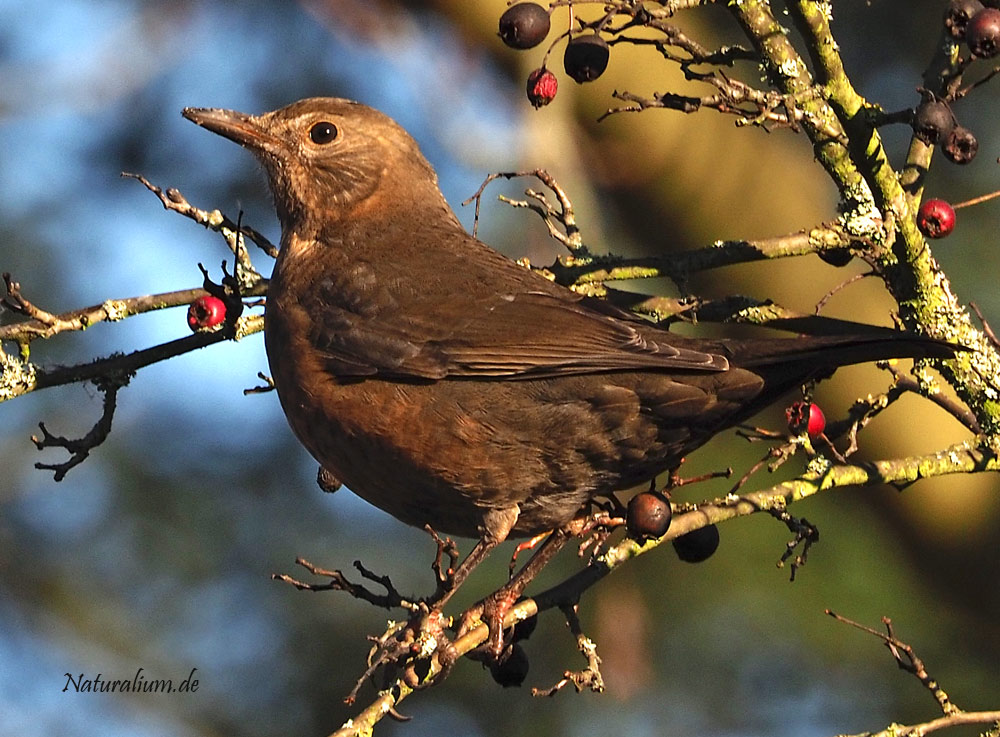 Amsel, Turdus merula w