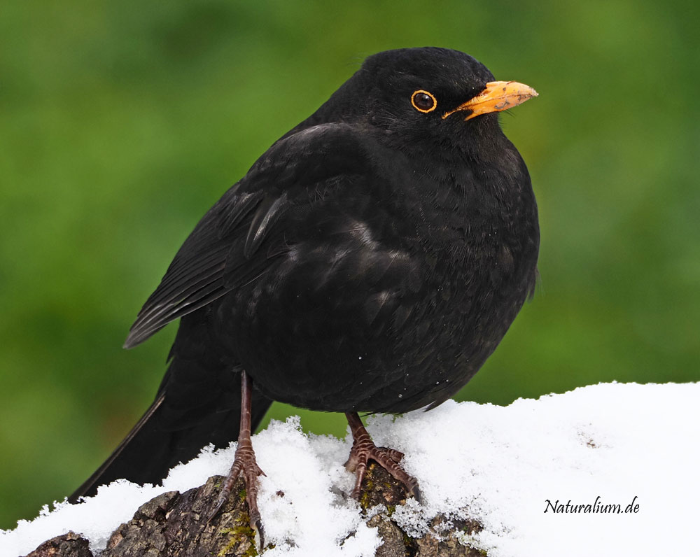 Amsel, Turdus merula m