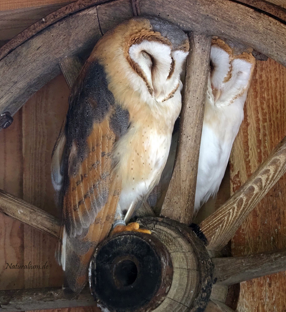 Schleiereule, Tyto alba
