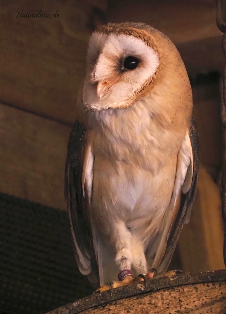 Schleiereule, Tyto alba
